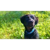 Собака - 04.JPG